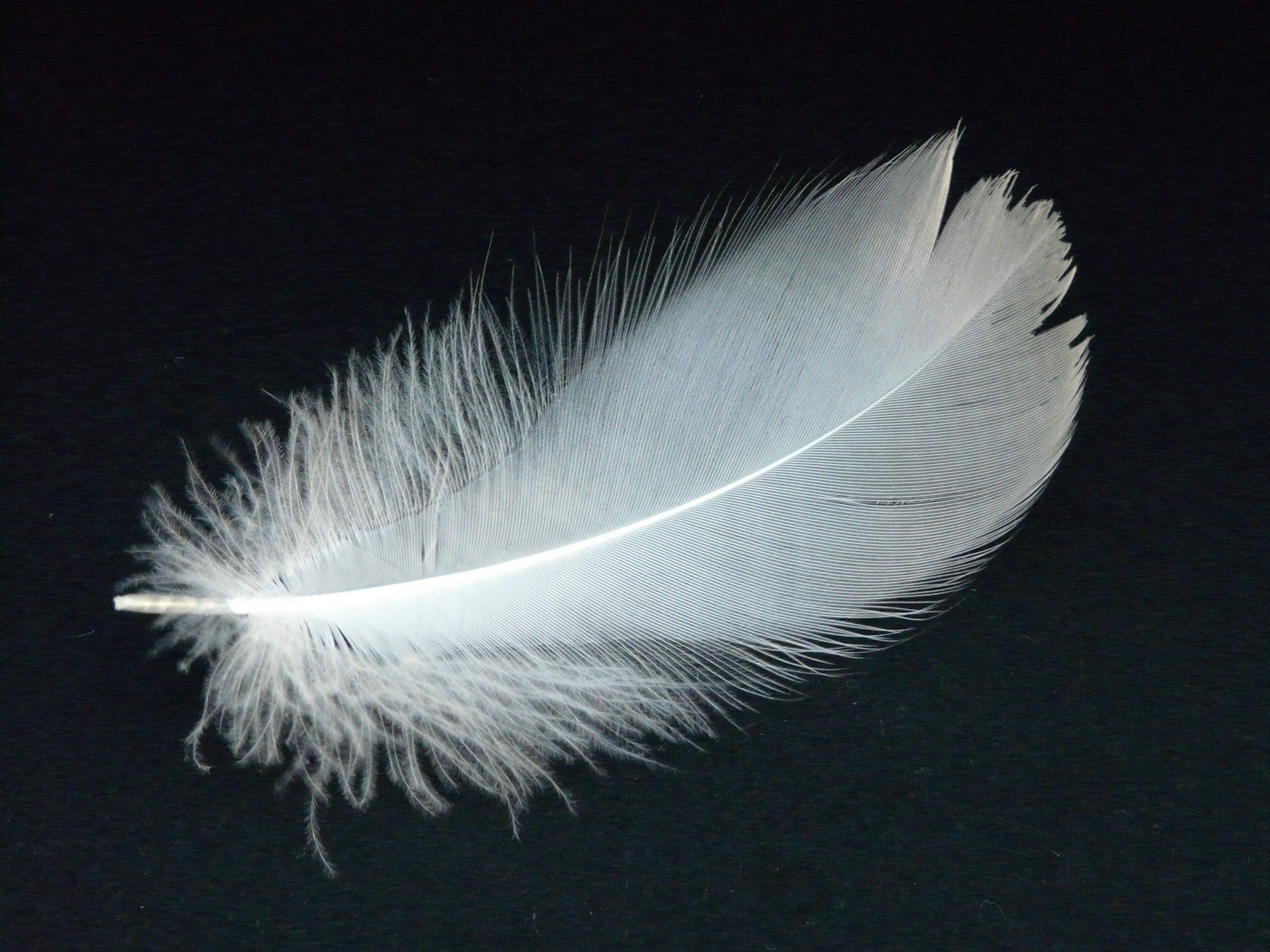 White Swan Feather